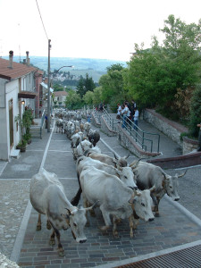 ortodidattico